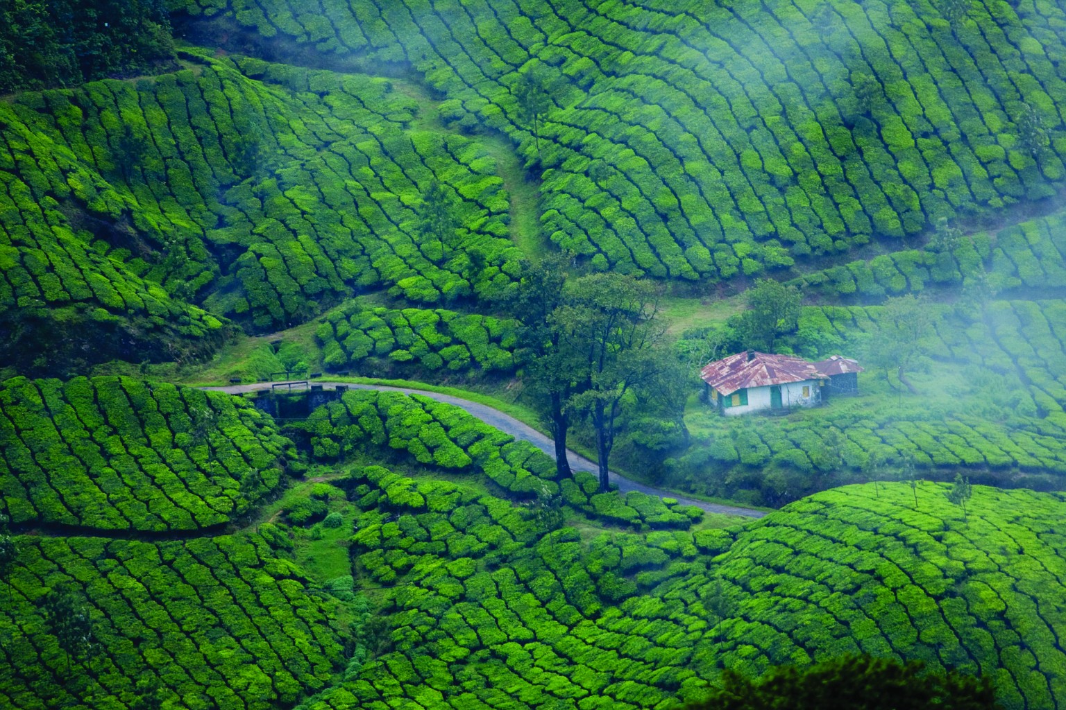 മൂന്നാറിലെ തേയിലത്തോട്ടങ്ങൾ