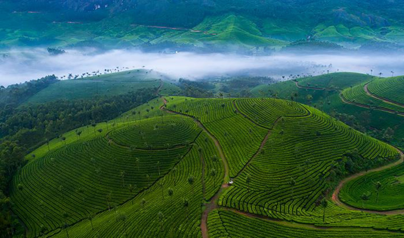 നീലഗിരി മലനിരകൾ